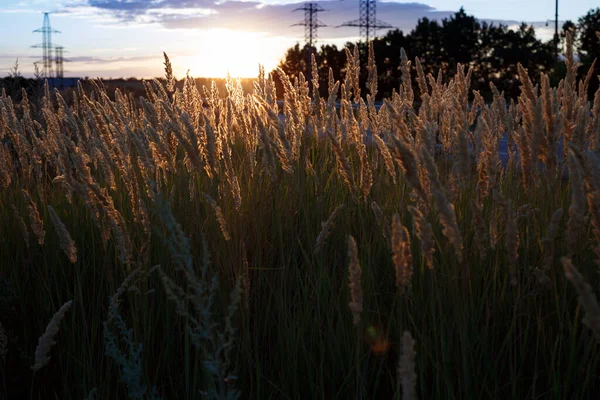 Background Abstract Evening Shot Grass Field Sunse — Stock Photo, Image