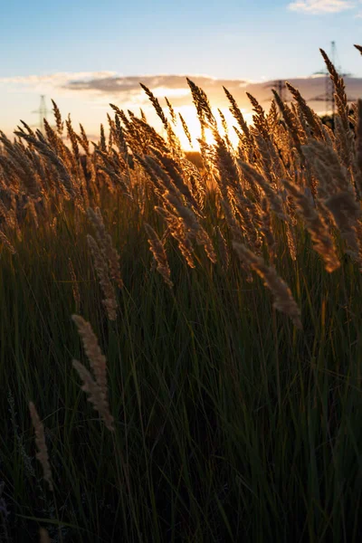 Bakgrund Abstrakt Kväll Skott Med Gräset Fältet Sunse — Stockfoto