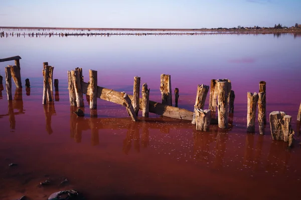 Όμορφο Τοπίο Της Λίμνης Ροζ Αλάτι Την Αυγή Ξύλινα Απομεινάρια — Φωτογραφία Αρχείου