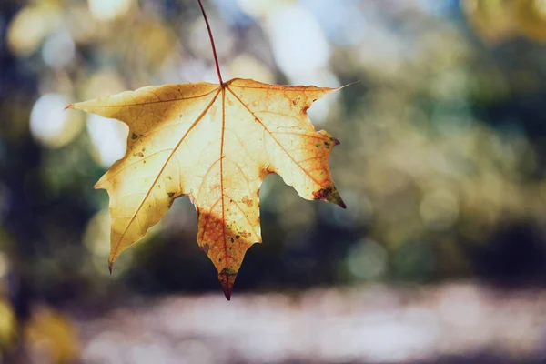 Autunno Ragazza Tiene Una Pulce Gialla Acero — Foto Stock