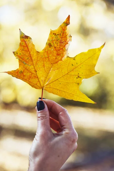 Autunno Ragazza Tiene Una Pulce Gialla Acero — Foto Stock