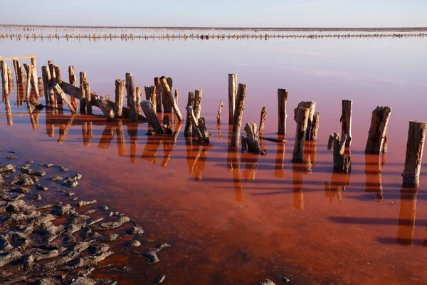 Beautiful Landscape Pink Salt Lake Dawn Wooden Remains Destroyed Dam — Stock Photo, Image