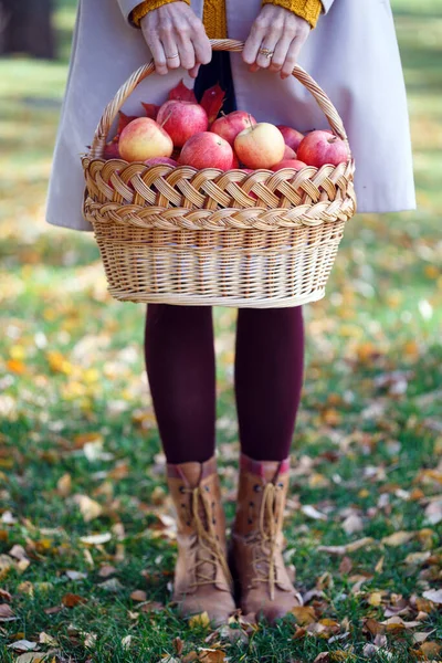 Chica Sostiene Cesta Con Jugosas Manzanas Garde — Foto de Stock