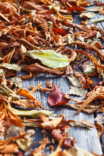 Background Autumn Foliage Roa — Stock Photo, Image