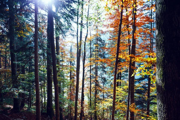 Όμορφο Φθινόπωρο Δάσος Φως Του Ήλιου Μέσα Από Πεύκα Και — Φωτογραφία Αρχείου