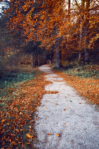 Φθινοπωρινό Δάσος Και Φθινόπωρο Φυλλώματα Στο Δρόμο Όμορφο Τοπίο — Φωτογραφία Αρχείου