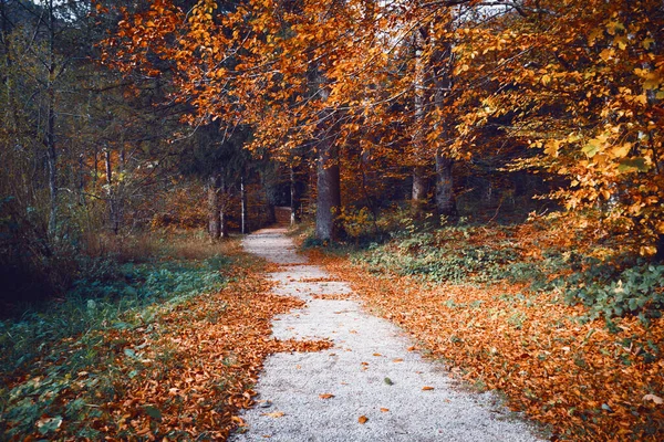 Herfst Bos Herfst Gebladerte Weg Prachtig Landschap — Stockfoto