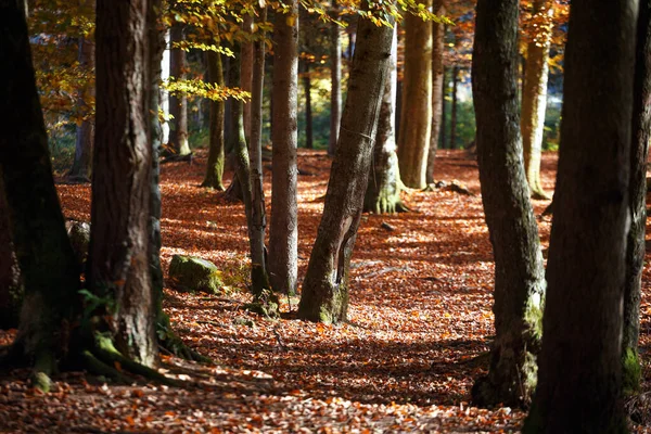 Hermoso Bosque Otoño Luz Solar Través Pinos Arce — Foto de Stock