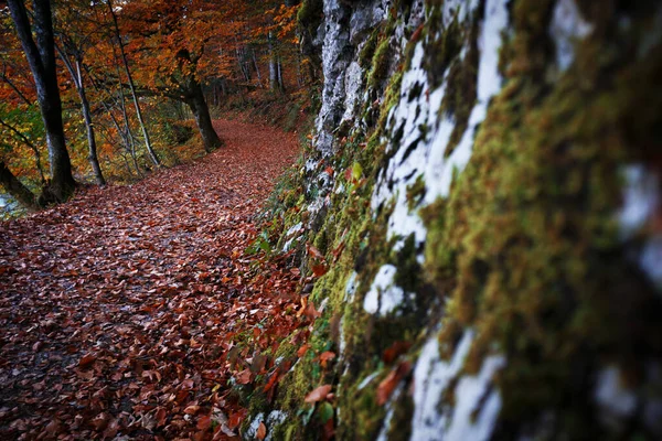 Φθινοπωρινό Δάσος Και Φθινόπωρο Φυλλώματα Στο Δρόμο Όμορφο Τοπίο — Φωτογραφία Αρχείου