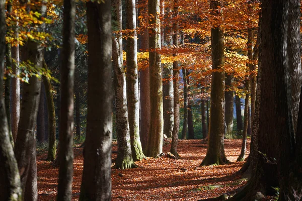 Gyönyörű Őszi Erdő Napfény Fenyőkön Juharfákon Keresztül — Stock Fotó