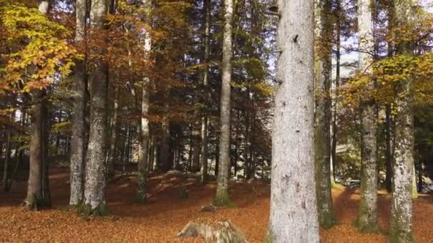 Raios Sol Brilhando Através Das Árvores Ramos Floresta Outono Ensolarada — Vídeo de Stock