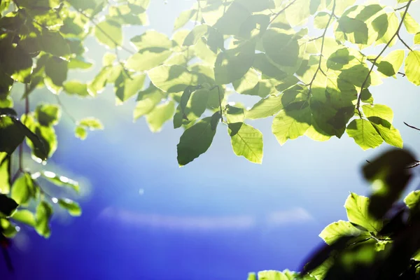 Magical Frame Leaves Tree Beautiful Backgroun — Stock Photo, Image