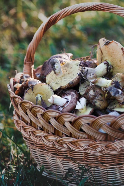 Koš Houbami Pozadí Zelených Gras — Stock fotografie