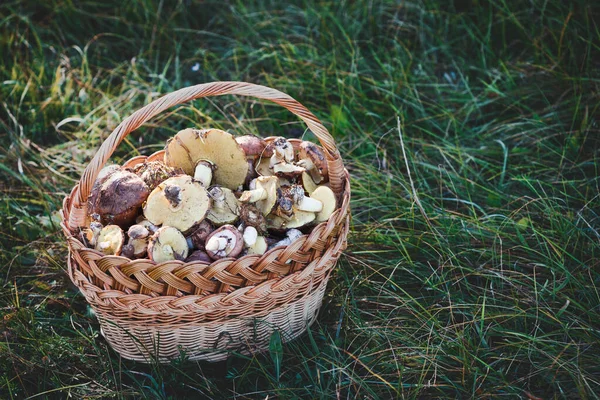 Koš Houbami Pozadí Zelených Gras — Stock fotografie