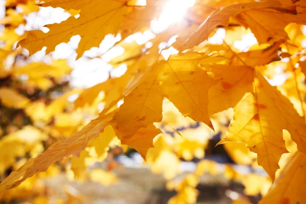 Pozadí Žlutých Javorových Listů Autum — Stock fotografie