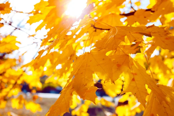 Pozadí Žlutých Javorových Listů Autum — Stock fotografie