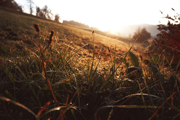 Morning Mountains Grass Dew Drops Dawn Backgroun — Stock Photo, Image