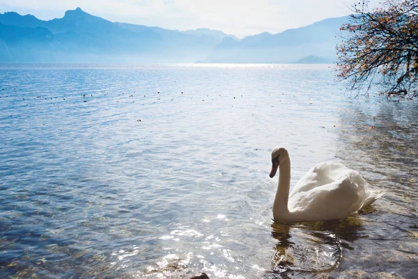 Labuť Horském Jezeře Traunsee Austri — Stock fotografie