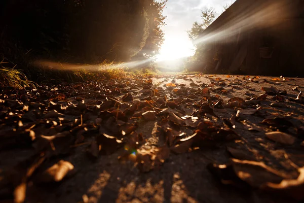 早上在山上 罗阿岛上秋天树叶的背景 — 图库照片