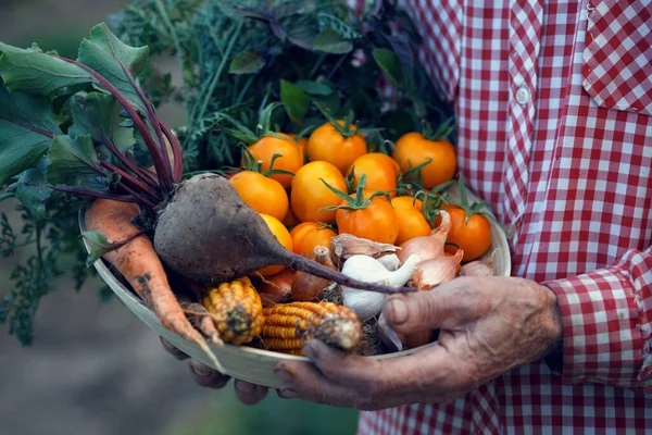 Uomo Anziano Giardino Con Una Ciotola Verdure Dal Vostro Giardino — Foto Stock