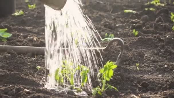 Plantering Grönsakstomater Plantor Trädgården Händer Som Håller Planta Vattning Burk — Stockvideo