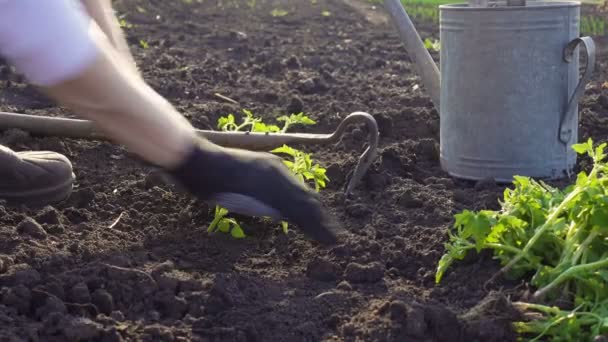 在花园里种植蔬菜西红柿幼苗 双手托着幼苗 水壶和铲子放在后面 — 图库视频影像