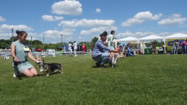 Dnipro Ukraine 2019年6月8日 Corgi Dog Handlers Dog Show — ストック動画