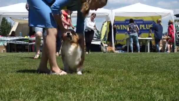 Dnipro Ukraine 2019年6月8日 Corgi Dog Handlers Dog Show — ストック動画