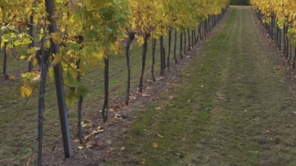 View Autumn Vineyards Hills Famous Austrian Valley Wachau Sunset Time — Stock Video