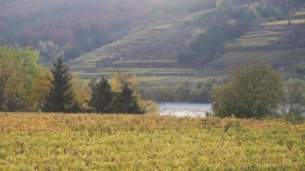 Widok Jesiennych Winnic Wzgórzach Słynnej Austriackiej Doliny Wachau Zachodzie Słońca — Wideo stockowe
