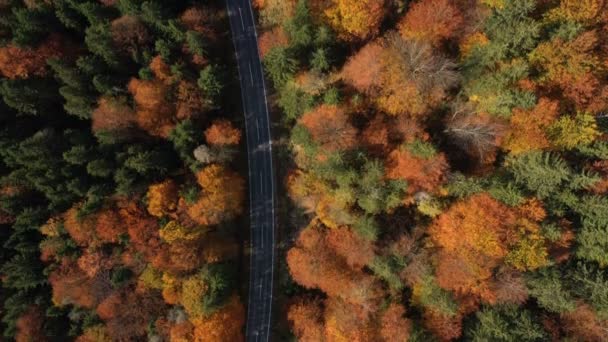 Літати Порожній Осінній Дорозі Яскравими Деревами Зелених Помаранчевих Червоних Тонах — стокове відео