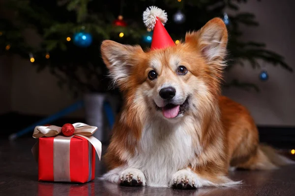 Natale Bello Corgi Soffice Cane Sullo Sfondo Del Tre Natale — Foto Stock