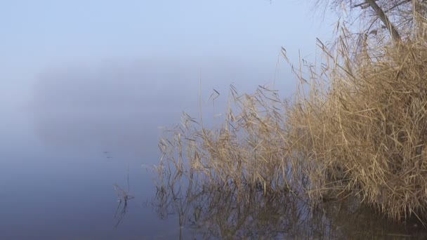 안개낀 강가의 — 비디오