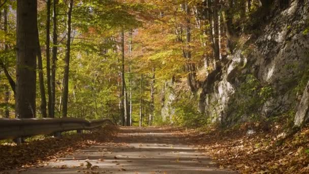 Mała Pusta Droga Jesiennym Lesie Opadającymi Liśćmi Drzew Słoneczny Październik — Wideo stockowe