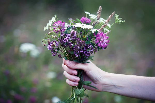 Girl Holds Bouquet Thymus Serpyllum Hand — Stock Photo, Image