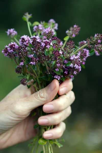 Chica Tiene Ramo Thymus Serpyllum Mano — Foto de Stock