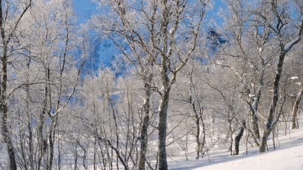 Magnifique Panorama Hivernal Enneigé Avec Arbres Forestiers Givrés Soleil Brillant — Video