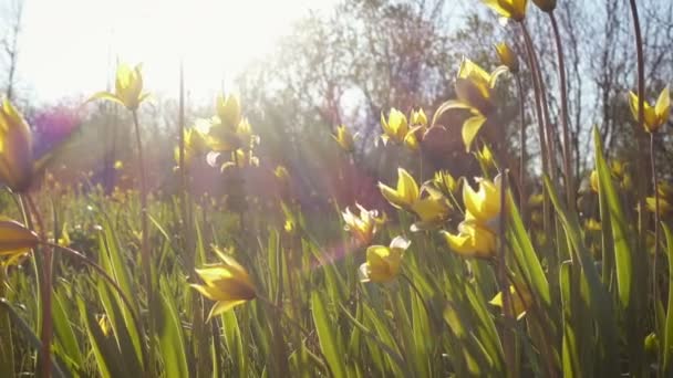 Blühende Gelbe Wild Wachsende Tulpen Auf Einer Waldwiese Windigen Frühlingstag — Stockvideo