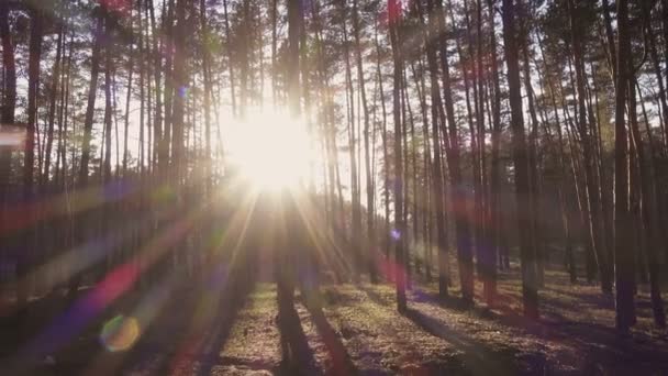 Promienie Słońca Przelewające Się Przez Drzewa Sosnowym Lesie — Wideo stockowe