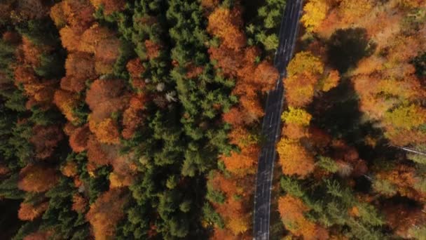 Sorvolando Strada Autunno Vuota Con Gli Alberi Luminosi Nei Toni — Video Stock