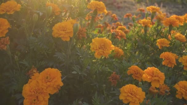 Tagetes Flori Galbenele Care Cresc Grădină Lumina Soarelui Seară — Videoclip de stoc