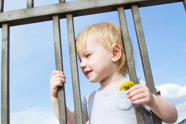 Little Girl Dandelion Flower Looks Fence Fence — Stock Photo, Image