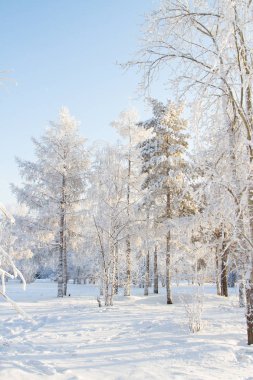Karla kaplı ağaçlar Angara kıyısında