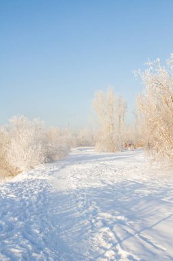 Karla kaplı ağaçlar Angara kıyısında