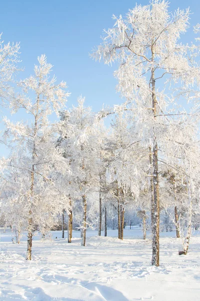 安加拉河畔被白雪覆盖的树木 — 图库照片