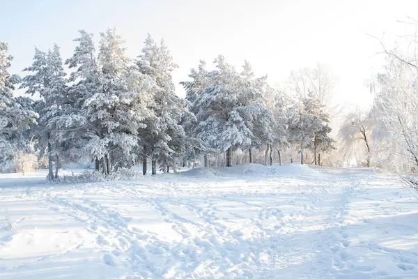 安加拉河畔被白雪覆盖的树木 — 图库照片