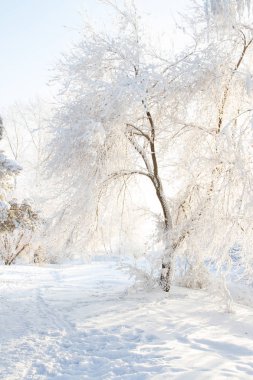 Karla kaplı ağaçlar Angara kıyısında