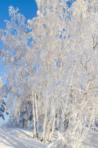 安加拉河畔被白雪覆盖的树木 — 图库照片