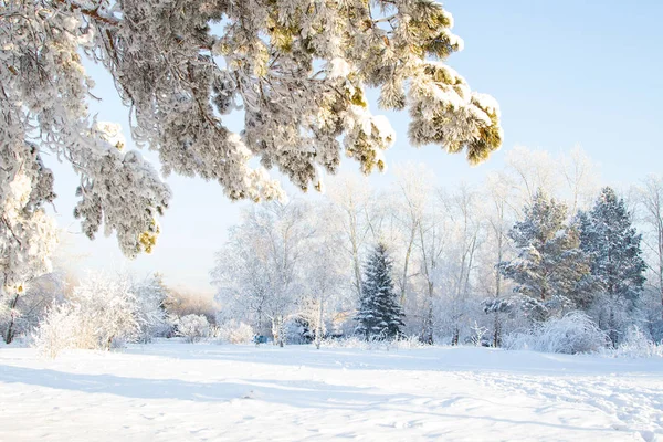 安加拉河畔被白雪覆盖的树木 — 图库照片