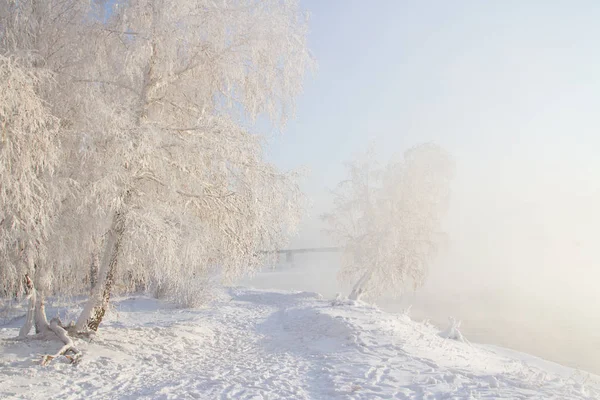 Karla Kaplı Ağaçlar Angara Kıyısında — Stok fotoğraf